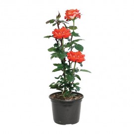 "PLANTA ROSAL FOREVER 6" - Envío Gratuito