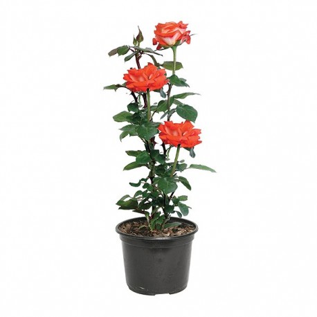 "PLANTA ROSAL FOREVER 6" - Envío Gratuito