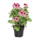 PLANTA GERANIO REGAL 6" - Envío Gratuito