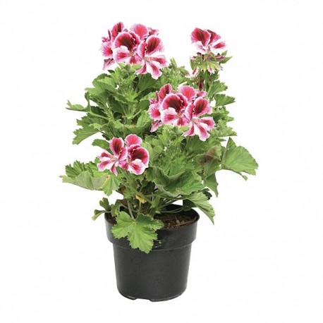PLANTA GERANIO REGAL 6" - Envío Gratuito