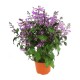 PLANTA MONALISA 6" - Envío Gratuito