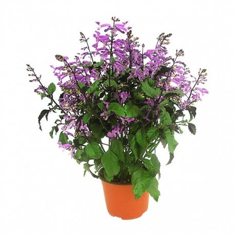 PLANTA MONALISA 6" - Envío Gratuito