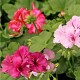 PLANTA GERANIO 6" - Envío Gratuito