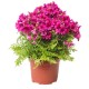 ATLANTIS - Envío Gratuito