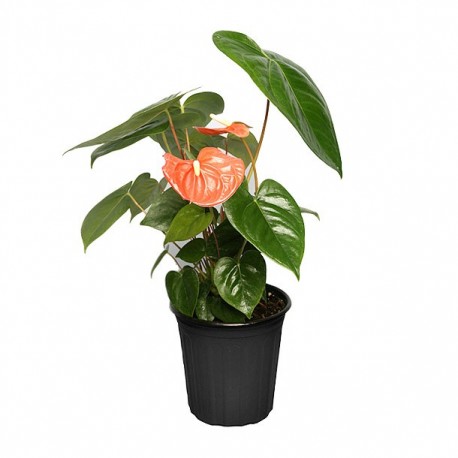 PLANTA ANTHURIO - Envío Gratuito