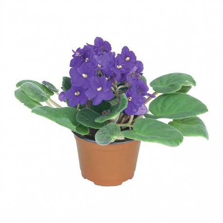PLANTA VIOLETA 4" - Envío Gratuito