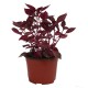 PLANTA IRESINE 6" - Envío Gratuito