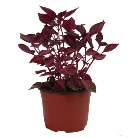 PLANTA IRESINE 6" - Envío Gratuito