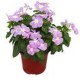 VINCA (TERESITA) 5" - Envío Gratuito