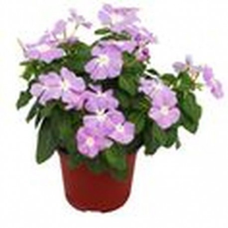 VINCA (TERESITA) 5" - Envío Gratuito