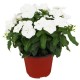 VINCA (TERESITA) 5" - Envío Gratuito