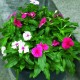 VINCA (TERESITA) 5" - Envío Gratuito