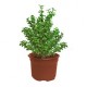PLANTA ÁRBOL DE LA ABUNDANCIA 6" - Envío Gratuito