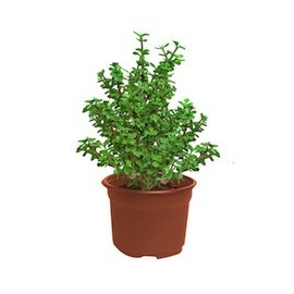 PLANTA ÁRBOL DE LA ABUNDANCIA 6" - Envío Gratuito