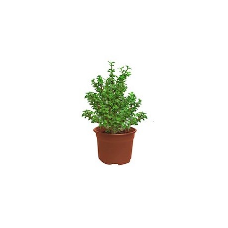 PLANTA ÁRBOL DE LA ABUNDANCIA 6" - Envío Gratuito