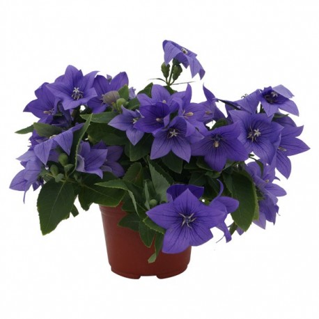 PLANTA PLATICODON 6" - Envío Gratuito