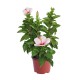 PLANTA TULIPAN MEXICANO 8" - Envío Gratuito