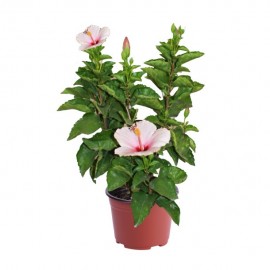 PLANTA TULIPAN MEXICANO 8" - Envío Gratuito