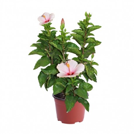 PLANTA TULIPAN MEXICANO 8" - Envío Gratuito
