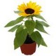 GIRASOL 3" - Envío Gratuito