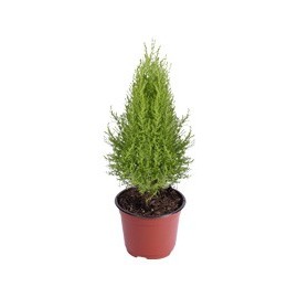 PLANTA CEDRO LIMÓN - Envío Gratuito