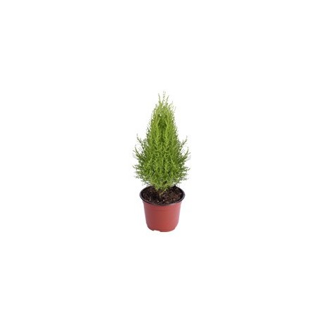 PLANTA CEDRO LIMÓN - Envío Gratuito