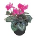 "PLANTA CYCLAMEN 6" - Envío Gratuito