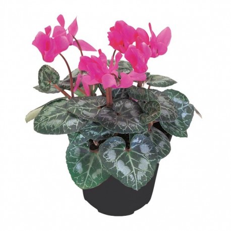 "PLANTA CYCLAMEN 6" - Envío Gratuito