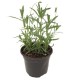 PLANTA LAVANDA 6" - Envío Gratuito