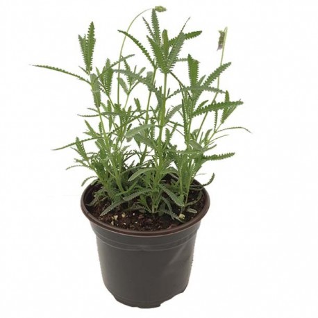 PLANTA LAVANDA 6" - Envío Gratuito