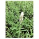 PLANTA LAVANDA 6" - Envío Gratuito