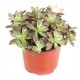 PLANTA SUCULENTA 4" - Envío Gratuito