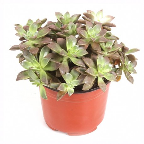 PLANTA SUCULENTA 4" - Envío Gratuito