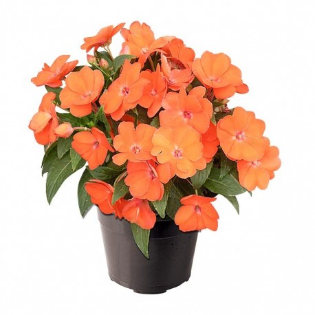 PLANTA BELÉN NUEVA GUINEA 6" - Envío Gratuito