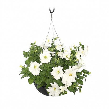 PLANTA COLGANTE PETUNIA 10" - Envío Gratuito
