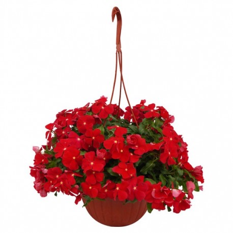 PLANTA VICA COLGANTE 8" - Envío Gratuito