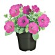 PLANTA PETUNIA 6" - Envío Gratuito