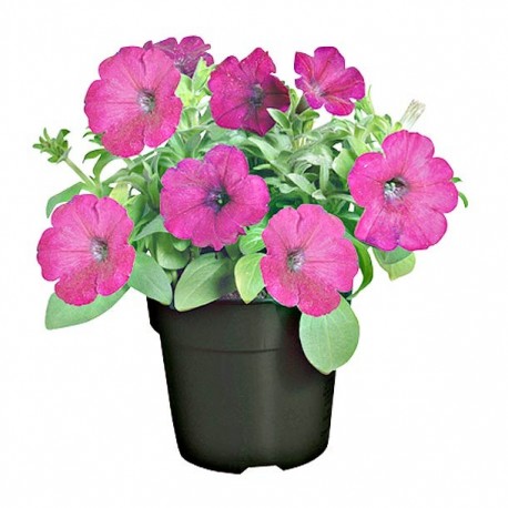 PLANTA PETUNIA 6" - Envío Gratuito