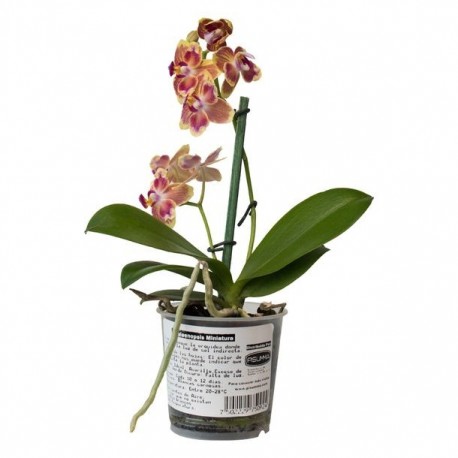 ORQUÍDEA MINI - Envío Gratuito