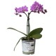 ORQUÍDEA MINI - Envío Gratuito