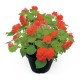 PLANTA VALLERIANA 6" - Envío Gratuito