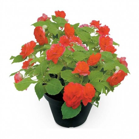 PLANTA VALLERIANA 6" - Envío Gratuito