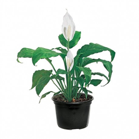 PLANTA CUNA DE MOISÉS 6" - Envío Gratuito