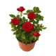 PLANTA ROSAL COSTER 6" - Envío Gratuito