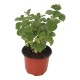 PLANTA VICK 4" - Envío Gratuito