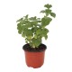 PLANTA VICK 4" - Envío Gratuito