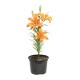 PLANTA LILI HOLANDESA 6" - Envío Gratuito