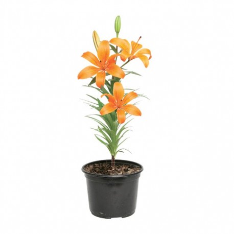 PLANTA LILI HOLANDESA 6" - Envío Gratuito