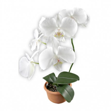 PLANTA ORQUÍDEA - Envío Gratuito
