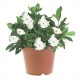 PLANTA GARDENIA 6" - Envío Gratuito